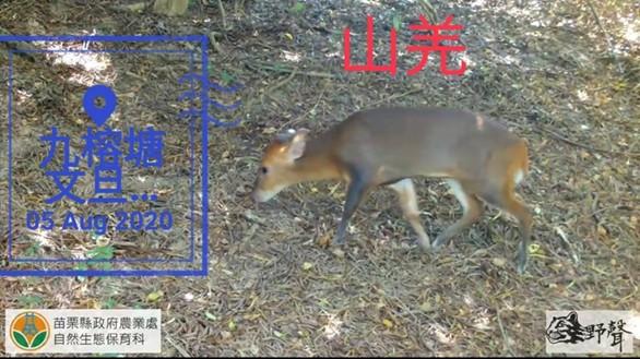 農場瀕危物種-山羌  （王秀玲提供，112.10.02攝）