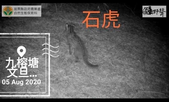 農場瀕危物種-石虎  （王秀玲提供，112.10.02攝）
