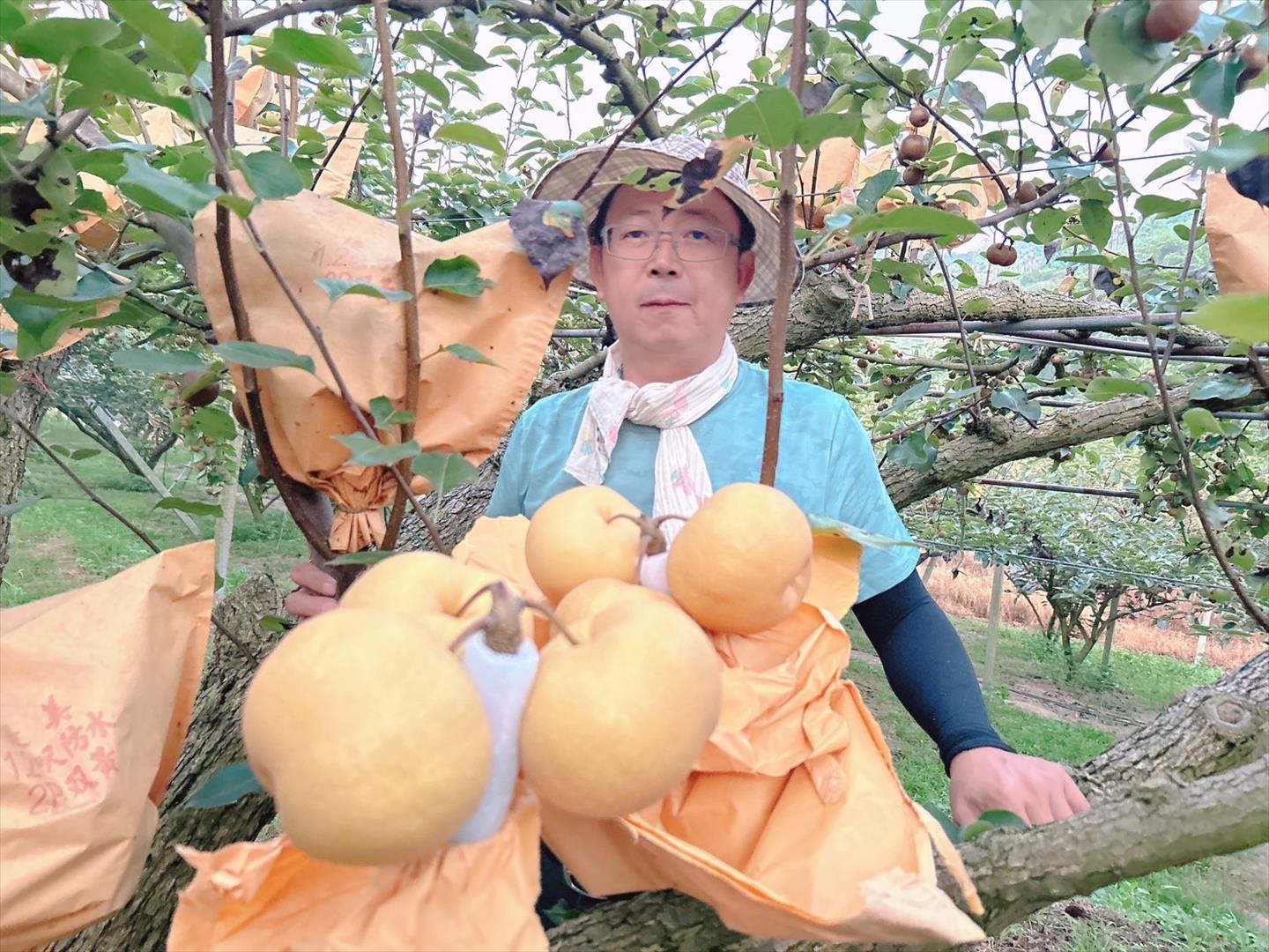 張文彬於果園與甘露梨合影