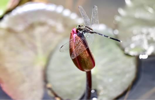 睡蓮與蜻蜓，賴惠芳於台中新盛綠川水岸廊道拍攝