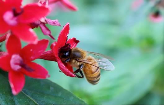 繁星花與蜜蜂，賴惠芳於台北新生公園拍攝