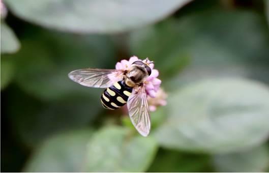 頭花蓼與青條花蜂，賴惠芳於台北士林官邸拍攝