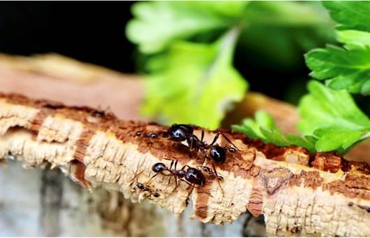 螞蟻，賴惠芳於台北圓山花博園區拍攝