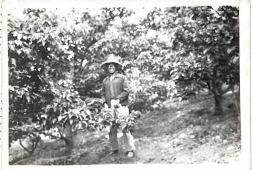李乃昆伯伯甫退伍時於阿里山栽種水果