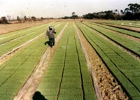 彰化農場輔導場員農作稻米生產
