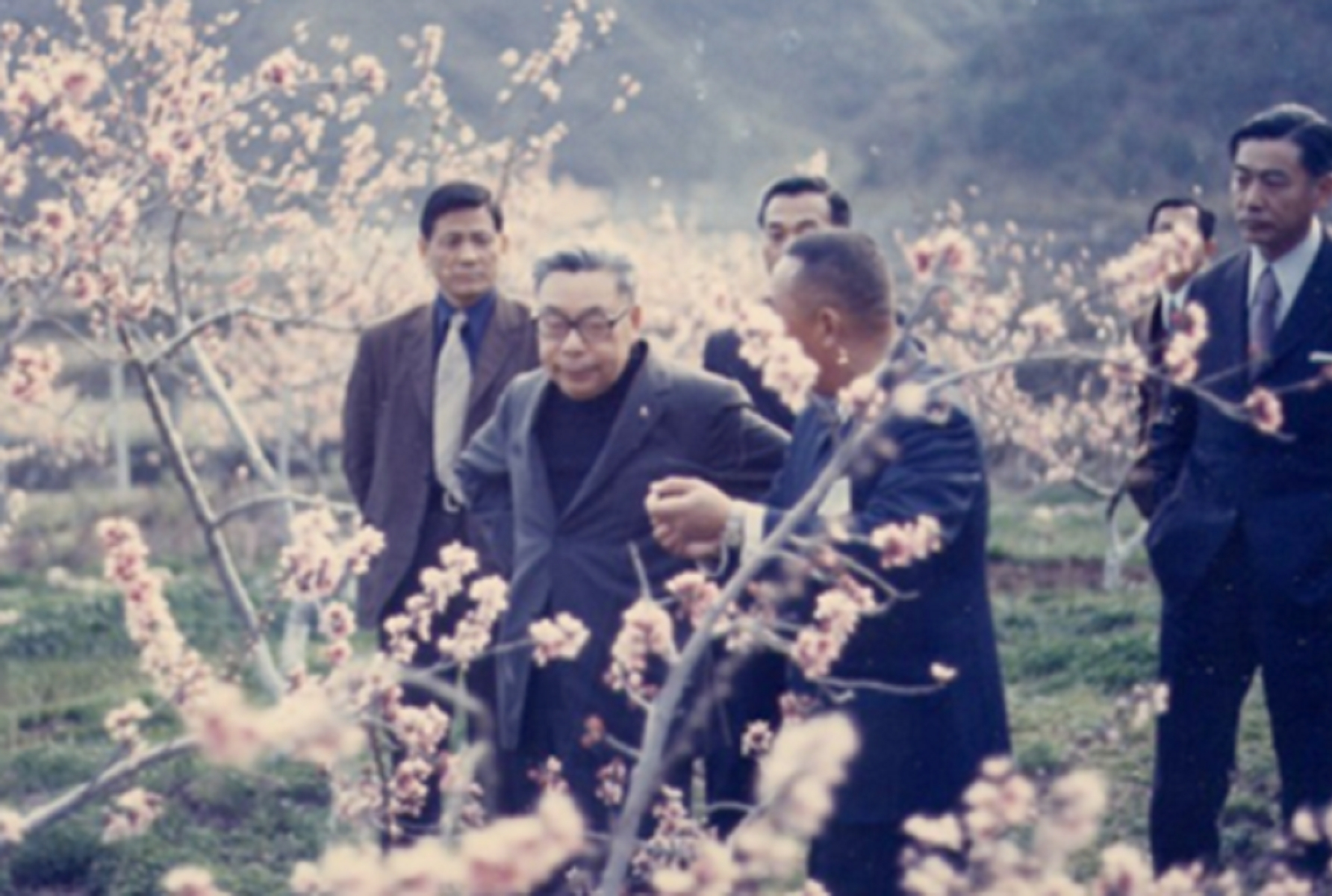 總統經國先生視察武陵農場，正值桃花盛開的季節。