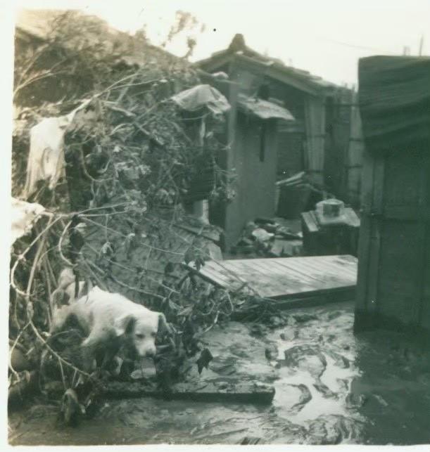 民國52年葛樂禮颱風侵襲後的家園。
